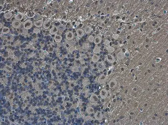 Anti-Brn2 antibody used in IHC (Paraffin sections) (IHC-P). GTX114650