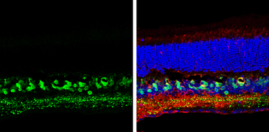 Anti-SCGN antibody [N2C3] used in IHC (Frozen sections) (IHC-Fr). GTX115443