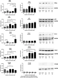 Anti-H-Ras antibody used in Western Blot (WB). GTX116041