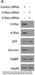 Anti-H-Ras antibody used in Western Blot (WB). GTX116041