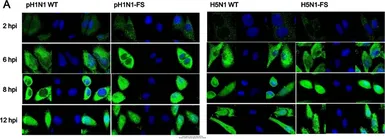 Anti-Influenza A virus PA protein antibody used in Immunocytochemistry/ Immunofluorescence (ICC/IF). GTX118991