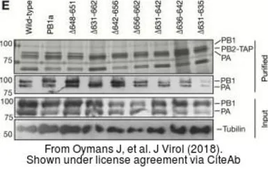 Anti-Influenza A virus PA protein antibody used in Western Blot (WB). GTX118991