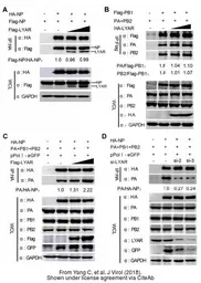 Anti-Influenza A virus PA protein antibody used in Western Blot (WB). GTX118991