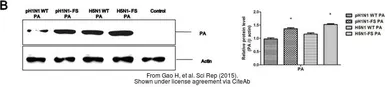 Anti-Influenza A virus PA protein antibody used in Western Blot (WB). GTX118991