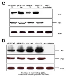 Anti-Influenza A virus PA protein antibody used in Western Blot (WB). GTX118991