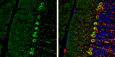 Anti-RAB11B antibody [N1C3] used in IHC (Frozen sections) (IHC-Fr). GTX119095