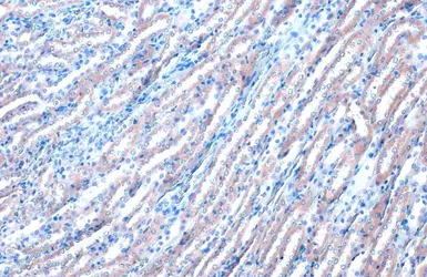 Anti-RAB35 antibody [N1C3] used in IHC (Paraffin sections) (IHC-P). GTX120294