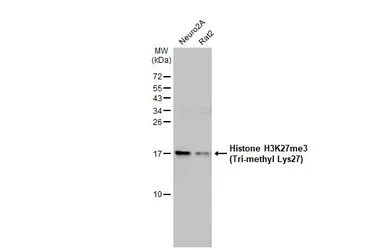 Anti-Histone H3K27me3 (Tri-methyl Lys27) antibody used in Western Blot (WB). GTX121184