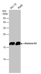 Anti-Histone H3 antibody used in Western Blot (WB). GTX122148