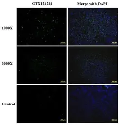 Anti-Enterovirus 71 antibody used in Immunocytochemistry/ Immunofluorescence (ICC/IF). GTX124261