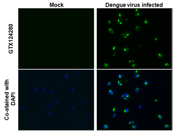 Anti-Dengue virus NS1 protein antibody used in IHC-P (cell pellet) (IHC-P (cell pellet)). GTX124280