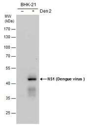 Anti-Dengue virus NS1 protein antibody used in Western Blot (WB). GTX124280