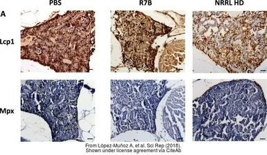 Anti-Lcp1 antibody used in IHC (Paraffin sections) (IHC-P). GTX124420