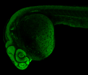 Anti-Sox2 antibody used in IHC (Whole mount) (IHC-Wm). GTX124477