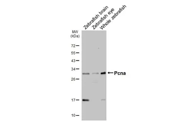 Anti-Pcna antibody used in Western Blot (WB). GTX124496