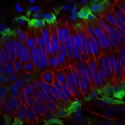 Anti-Cdh2 antibody used in IHC (Whole mount) (IHC-Wm). GTX125885
