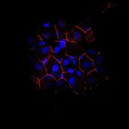 Anti-Cdh1 antibody used in Immunohistochemistry (IHC). GTX125890