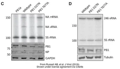 Anti-Influenza A virus PB1 protein antibody used in Western Blot (WB). GTX125923