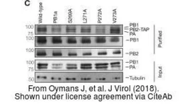 Anti-Influenza A virus PB1 protein antibody used in Western Blot (WB). GTX125923