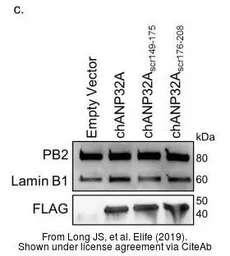 Anti-Influenza A virus PB2 protein antibody used in Western Blot (WB). GTX125926
