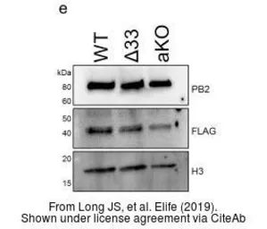 Anti-Influenza A virus PB2 protein antibody used in Western Blot (WB). GTX125926