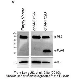 Anti-Influenza A virus PB2 protein antibody used in Western Blot (WB). GTX125926