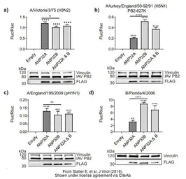 Anti-Influenza A virus PB2 protein antibody used in Western Blot (WB). GTX125926
