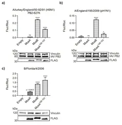 Anti-Influenza A virus PB2 protein antibody used in Western Blot (WB). GTX125926