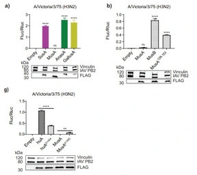 Anti-Influenza A virus PB2 protein antibody used in Western Blot (WB). GTX125926