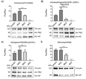 Anti-Influenza A virus PB2 protein antibody used in Western Blot (WB). GTX125926