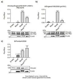 Anti-Influenza A virus PB2 protein antibody used in Western Blot (WB). GTX125926