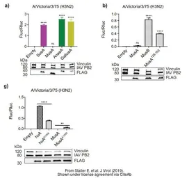 Anti-Influenza A virus PB2 protein antibody used in Western Blot (WB). GTX125926