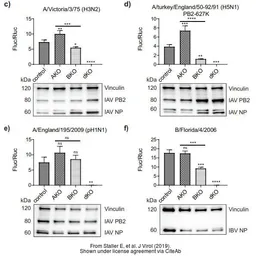 Anti-Influenza A virus PB2 protein antibody used in Western Blot (WB). GTX125926