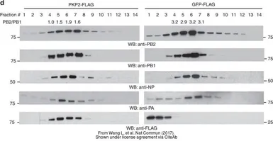 Anti-Influenza A virus PB2 protein antibody used in Western Blot (WB). GTX125926