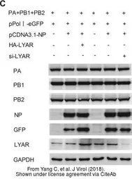 Anti-Influenza A virus PB2 protein antibody used in Western Blot (WB). GTX125926