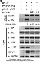 Anti-Influenza A virus PB2 protein antibody used in Western Blot (WB). GTX125926