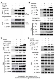 Anti-Influenza A virus PB2 protein antibody used in Western Blot (WB). GTX125926