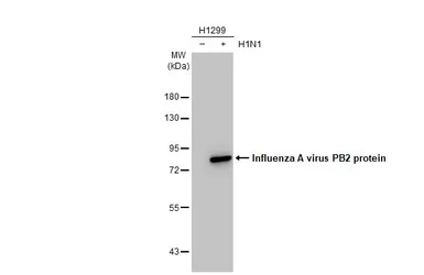 Anti-Influenza A virus PB2 protein antibody used in Western Blot (WB). GTX125926