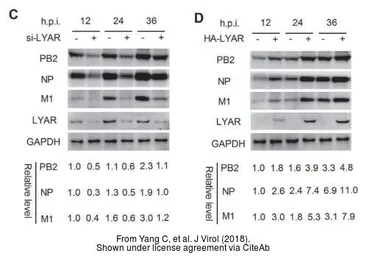 Anti-Influenza A virus M1 (matrix protein) antibody used in Western Blot (WB). GTX125928