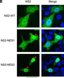 Anti-Influenza A virus NS2 / NEP antibody used in Immunocytochemistry/ Immunofluorescence (ICC/IF). GTX125953