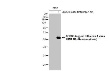 Anti-Influenza A virus H1N1 NA (Neuraminidase) antibody used in Western Blot (WB). GTX125974