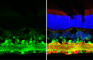 Anti-GABA antibody used in IHC (Frozen sections) (IHC-Fr). GTX125988