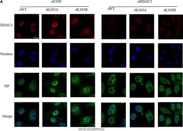 Anti-Influenza A virus Nucleoprotein antibody used in Immunocytochemistry/ Immunofluorescence (ICC/IF). GTX125989