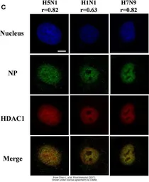 Anti-Influenza A virus Nucleoprotein antibody used in Immunocytochemistry/ Immunofluorescence (ICC/IF). GTX125989