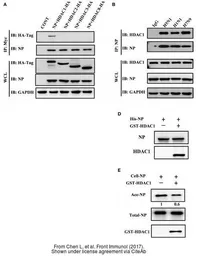 Anti-Influenza A virus Nucleoprotein antibody used in Western Blot and Immunoprecipitation (WB IP). GTX125989