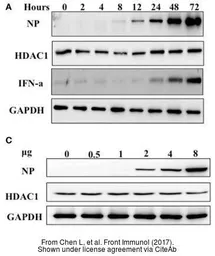 Anti-Influenza A virus Nucleoprotein antibody used in Western Blot (WB). GTX125989