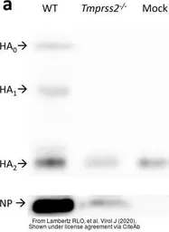 Anti-Influenza A virus Nucleoprotein antibody used in Western Blot (WB). GTX125989