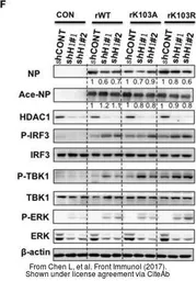 Anti-Influenza A virus Nucleoprotein antibody used in Western Blot (WB). GTX125989