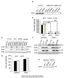 Anti-Influenza A virus Nucleoprotein antibody used in Western Blot (WB). GTX125989