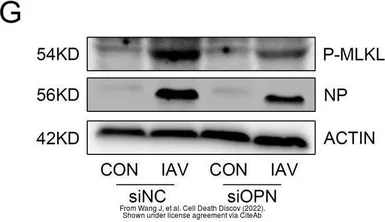 Anti-Influenza A virus Nucleoprotein antibody used in Western Blot (WB). GTX125989